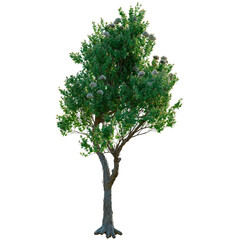 Angophora hispida tree, front view, cutout, transparent background, isolate, Detailed Close-Up of a Single Lush Green Tree with Textured Bark and Foliage