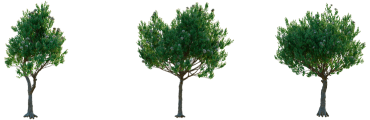 Angophora hispida tree, front view, cutout, transparent background, isolate, Realistic Cherry Tree with Lush Green Foliage, Detailed Branches, Natural Scenery
