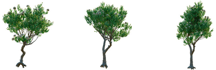 Obraz premium Angophora hispida tree, front view, cutout, transparent background, isolate, Stylized Tree with Twisted Roots - Digital Illustration for Nature and Design Projects