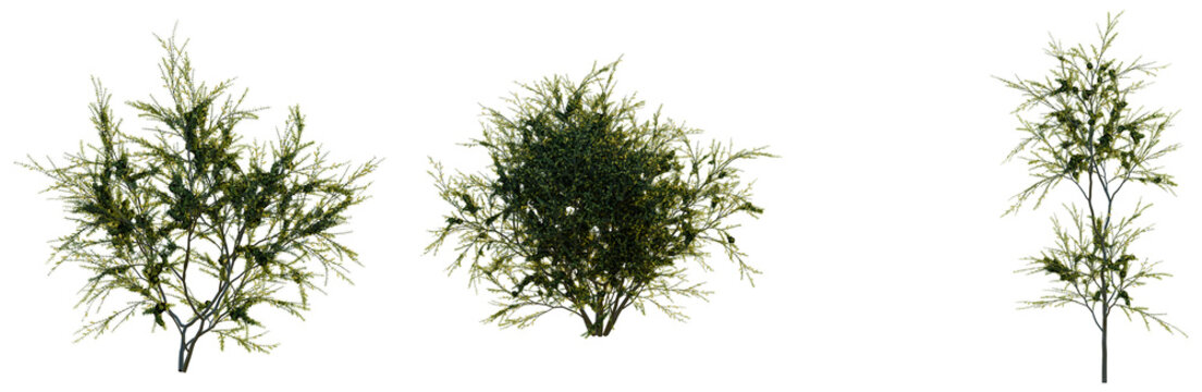 Acacia verticillata tree, front view, cutout, transparent background, isolate, Detailed Branch of Pine Tree, Realistic Pine Branch with Needles, Close Up on Nature