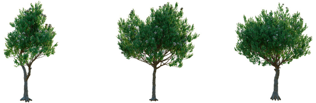 Angophora hispida tree, front view, cutout, transparent background, isolate, Realistic Cherry Tree with Lush Green Foliage, Detailed Branches, Natural Scenery