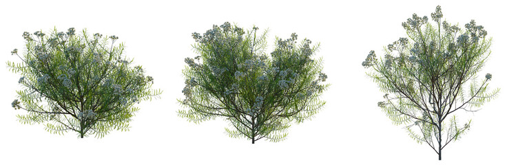 Obraz premium Cassinia aculeata tree, front view, cutout, transparent background, isolate, Detailed Green Tree Branch with Leaves, Natural Texture, Botanical Illustration, Springtime Foliage