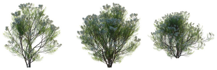 Cassinia aculeata tree, front view, cutout, transparent background, isolate, Green foliage and branches with a natural feel, perfect for organic design elements.