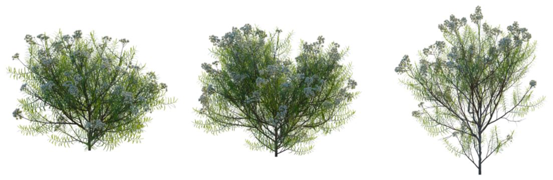 Cassinia aculeata tree, front view, cutout, transparent background, isolate, Detailed Green Tree Branch with Leaves, Natural Texture, Botanical Illustration, Springtime Foliage - Powered by Adobe