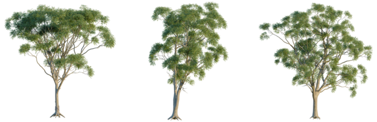 Corymbia aparrerinja tree, front view, cutout, transparent background, isolate, Majestic Tree with Intricate Root System, Detailed Texture, Natural Beauty, Landscape Element