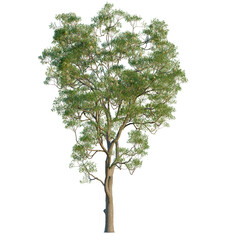 Fototapeta premium Corymbia eximia tree, front view, cutout, transparent background, isolate, Detailed aerial view of a lush green pine tree on a clear day, nature.