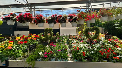 Greenhouse, plant store. Exotic plants in a greenhouse, nursery. Pots, flowers, bushes, palms, cacti.
