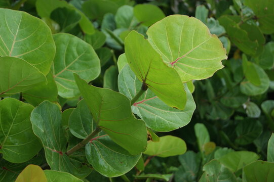 Fond d'&eacute;cran , raisinier bord-de-mer ( coccoloba uvifera)