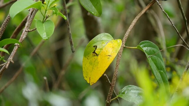 Number 2 (two) naturally engraved on leaf