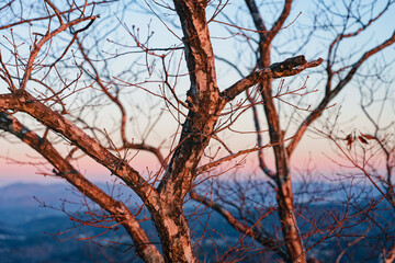夕陽で赤く染められた木の枝