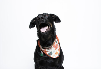 Black labrador portrait