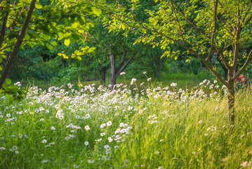 Meadow with whte daisy or chamomile flowers by sunny summer day