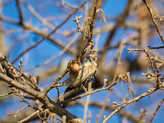 青空の下つぶらな瞳で見つめるコゲラ