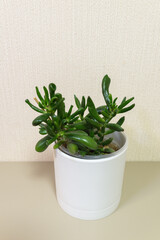 Crassula Ovata Hobbit succulent (Lat. Crassula Ovata hobbit), popular and easy to grow houseplant with thick, elongated green leaves on white background. Hobbit looks like a small tropical tree