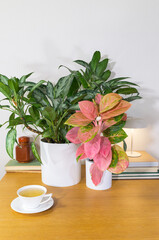 Two houseplants Aglaonema Maria and Aglaonema Pink Emerald on a wooden table against a white background in interior. Home decoration with green plants. Cozy comfortable home concept