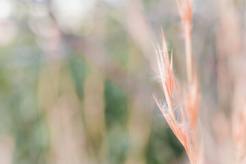 メリケンカルカヤ