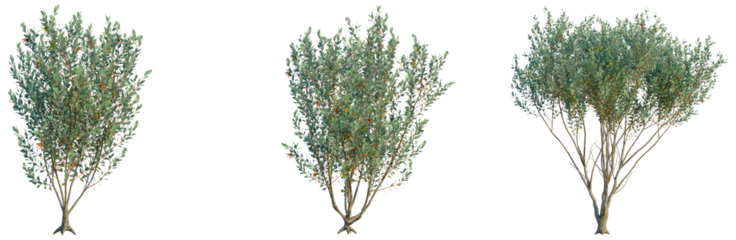 Eucalyptus Lehmannii tree, front view, cutout, transparent background, isolate, Realistic Tree Branch with Green Leaves on Clear Background - Natural Elements for Design