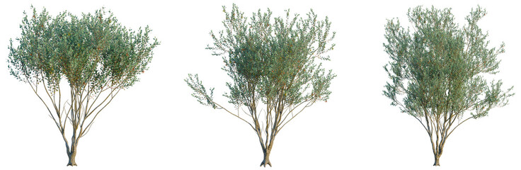 Fototapeta premium Eucalyptus Lehmannii tree, front view, cutout, transparent background, isolate, Detailed close-up of a lush, green tree branch with vibrant leaves and intricate details.