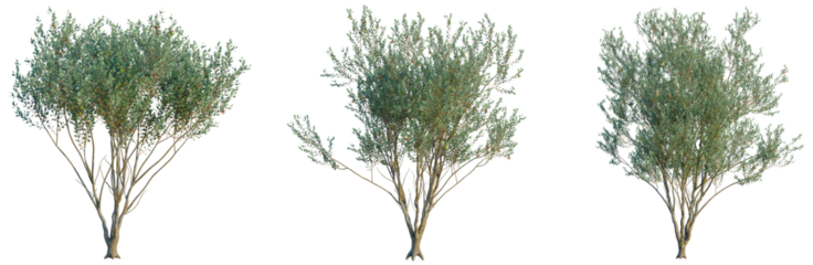 Eucalyptus Lehmannii tree, front view, cutout, transparent background, isolate, Detailed close-up of a lush, green tree branch with vibrant leaves and intricate details.