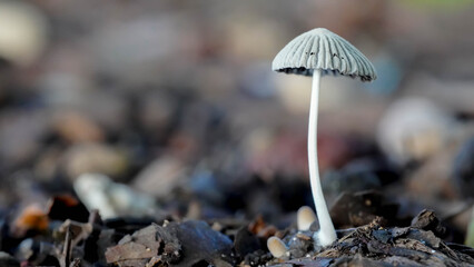 single mushroom on the ground