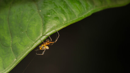 close-up photo of a spider weaving its web