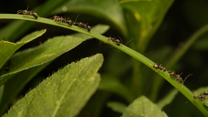 close up photo of black ants marching on a blade of grass © Franky Meze