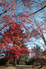 紅葉の美しい公園の風景　滋賀県大津市
