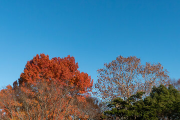 紅葉の美しい公園の風景　滋賀県大津市
