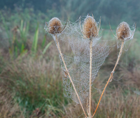 Cobwebs on teasel in autumn