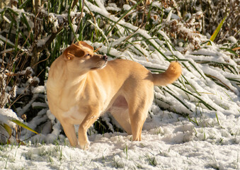 Small dog sniffing the air