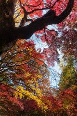 紅葉の美しい公園の風景　滋賀県大津市