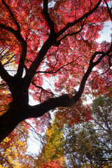 紅葉の美しい公園の風景　滋賀県大津市