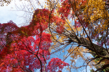 紅葉の美しい公園の風景　滋賀県大津市