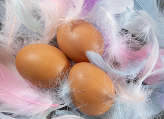 Eggs on pastel feathers