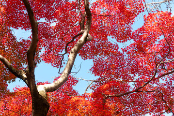 紅葉の美しい公園の風景　滋賀県大津市