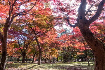 紅葉の美しい公園の風景　滋賀県大津市