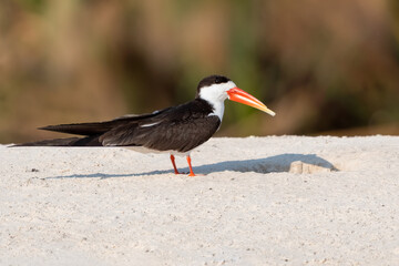African skimmer