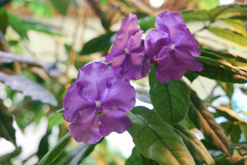 Brunfelsia pauciflora or calycina, Jasmine of Paraguay