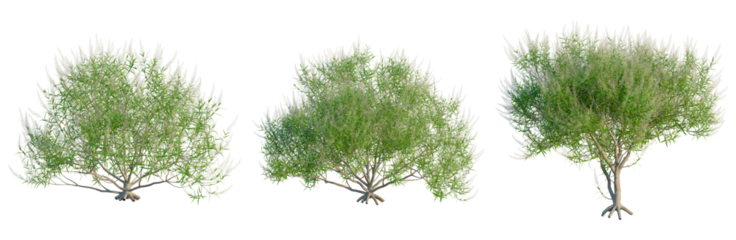 Hebe parviflora tree, front view, cutout, transparent background, isolate, Detailed mangrove tree with roots, aerial view, perfect for nature and environmental themes.