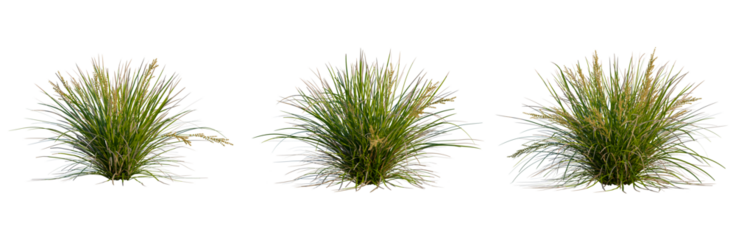 Lomandra longifolia Nyalla tree, front view, cutout, transparent background, isolate, Detailed close-up of lush green grass with vibrant texture and intricate patterns, perfect for nature backgrounds