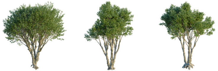 Melaleuca Quinquenervia tree, front view, cutout, transparent background, isolate, Banyan tree with aerial roots, detailed close-up, nature background, root system