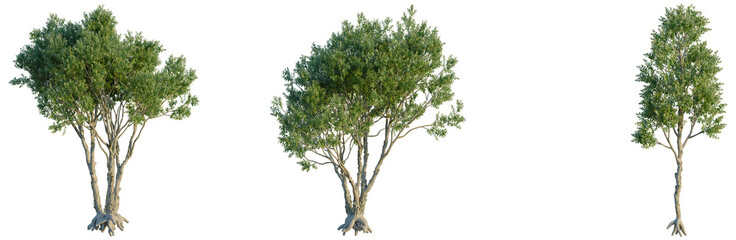 Obraz premium Melaleuca Quinquenervia tree, front view, cutout, transparent background, isolate, Banyan Tree Root System Close-Up, Detailed Branch Structure, Natural Forest Texture, Aerial Roots