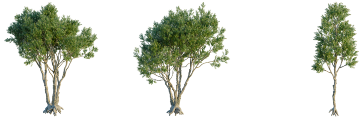 Melaleuca Quinquenervia tree, front view, cutout, transparent background, isolate, Banyan Tree Root System Close-Up, Detailed Branch Structure, Natural Forest Texture, Aerial Roots