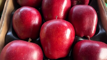 Jeromine variety apples arranged in cardboard crate; tracking shot on red apples