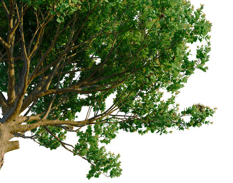 Angophora hispida tree, corner view, cutout, transparent background, isolate,architecture visualization, Detailed close-up of a tree branch with vibrant green leaves, perfect for nature backgrounds.