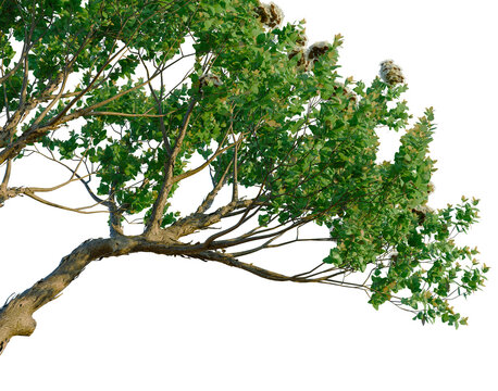 Angophora hispida tree, corner view, cutout, transparent background, isolate,architecture visualization, Detailed view of a strong tree branch with leaves, natural texture, perfect for design.