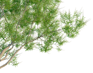 Melaleuca Quinquenervia tree, corner view, cutout, transparent background, isolate,architecture visualization, Branch of a tree with green leaves, close-up, nature, foliage, detail, texture, element