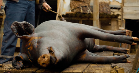 Professional butcher using blowtorch for singeing pig carcass, removing hair during traditional meat processing at rural farm workplace