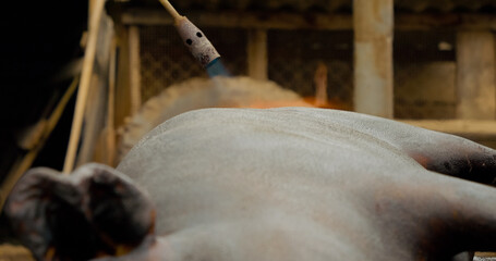 Professional butcher carefully removing pig hair using intense blowtorch flame during traditional meat processing technique in rustic rural setting