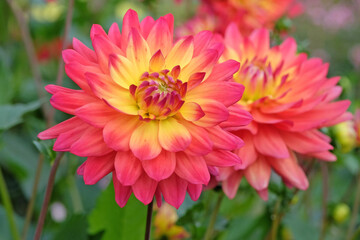 Fototapeta premium Pink, orange and yellow cactus dahlia `Rainbow Silence` in flower.